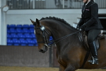 Class 23 - BSHA Ridden Show Hunter portfolio
