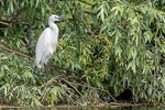 Little Egret