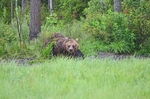 Brown Bear