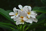 Plumaria