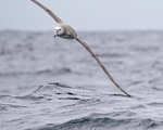 Shy Albatross (immature) wing tip brushes sea surface, South Africa