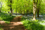 Portglenone Forest (09050102)