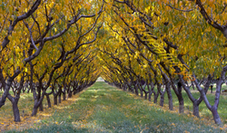 Trees 035