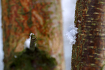 Snow - 12