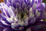Flowers Set 1 - 04