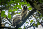 Long-eared Owlets high in the forest canopy