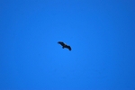 Black Vulture