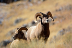 Ram Tough