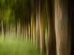 Tree Movement