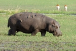 Hippo Taxi