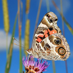 In a Butterfly's  World: American Lady