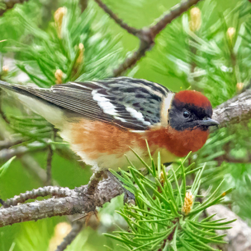 with preference for nesting in old growth tree stands & heavy dependence on spruce budworm for sustenance and raising…
