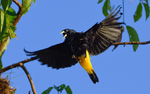 Yellow-rumped Cacique