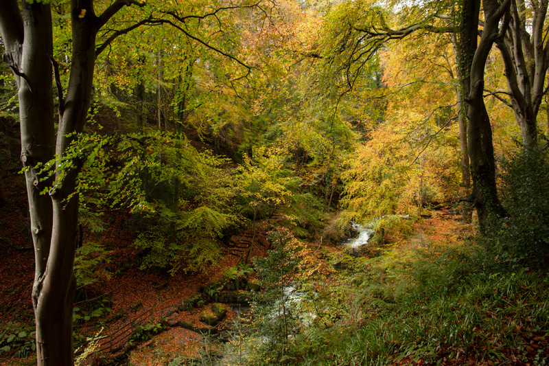Autumn Splash