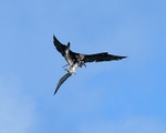 Great Frigatebird attacking juvenile Booby, Kilauea Point, Kauai