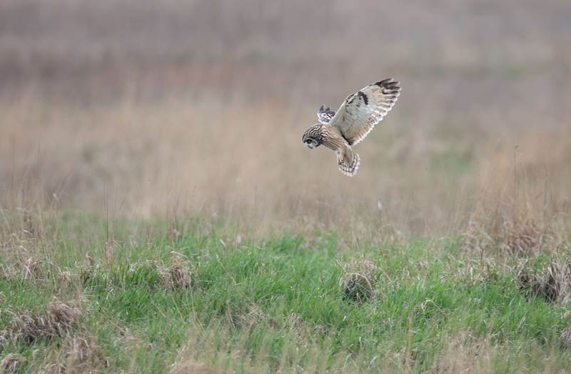Short Eared Owl