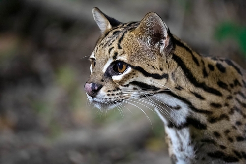 Ocelots are beautiful cats - we had a special viewing hide in the evening to see them.