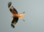 Red Kite