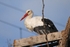 White Stork