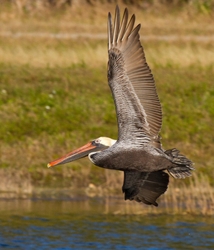  Pelicans _0027