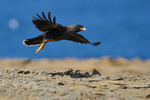 Striated Caracara