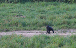 Male gorilla crossing the baï