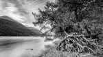 Tree roots, Buttermere (2)