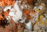 Sponges hydriods and sea squirts on wall reef
