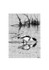 Suffolk Shelduck
