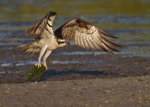 Osprey