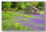 St Johns bluebell church