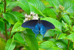 Pipevine Swallowtail