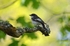 Pied Flycatcher
