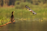 Flying Ringed Kingfisher (female) passes Neotropic Cormorant, Brazil