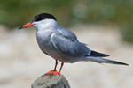 Common Tern perched on a post in the lagoon at Brownsea Island