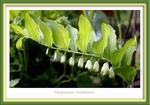 Polygonatum multiflorum
