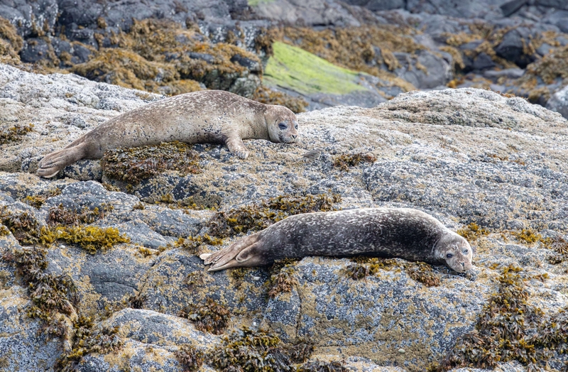Common Seal - Isle of Skye - Scotland