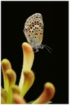 Silver Studded Blue on Wild Honeysuckle 4