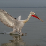 2nd Charlie Kidd Dalmation Pelican  pelecanus crispus  landing at lake