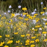 Horseshoe Vetch (Hippocrepis commosa 