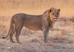 Lion at dusk Namibia