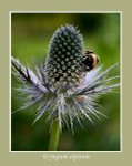 Eryngium alpinum