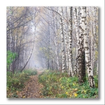 Misty woodland 02