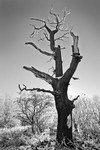 Tree in Winter