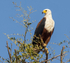 African Fish Eagle