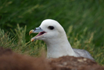 Fulmar
