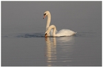 1 Mute Swan Courtship