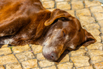 German Shorthaired pointer-7613