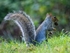 Grey Squirrel