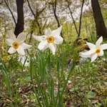 Pheasant's eye (Narcissus poeticus) also known as Poet's narcissus